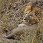 Itinéraire safari au Kruger